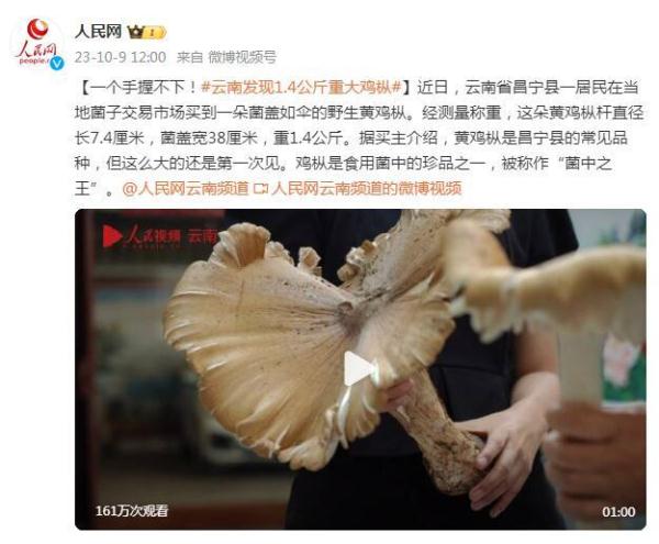一手握不下！云南發現1.4公斤重雞樅菌