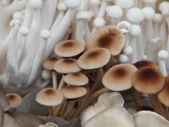 從“賣花菇”轉向“賣品牌”！十堰市食用菌產業研究院揭牌 ()
