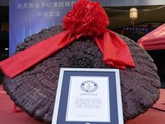 世界最大赤靈芝！象山企業種出的！ ()