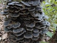 罕見！鎮沅發現特大野生云芝 ()