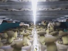 如何從野味到量產？一朵黑牛肝菌的“科技密碼” ()