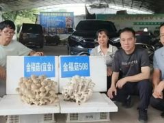 人工馴化獲成功！珍稀菌新品種在這里誕生 ()
