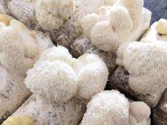 蕉嶺猴頭菇上榜全國名特優新農產品名錄 ()