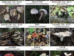 收錄1341個物種！云南在全國率先發布省級大型真菌圖志 ()