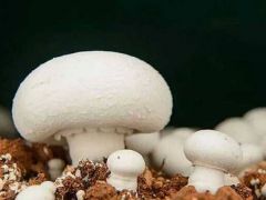 中科院與福建省農科院食用菌所合作在雙孢蘑菇標記研究領域取得重