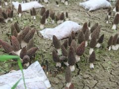 春日 麗江永勝林下羊肚菌上市